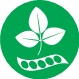 6. Szójabab